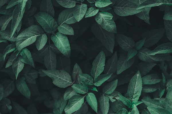 Diverse CBD formats including sublingual tinctures, softgel capsules, and organic gummies