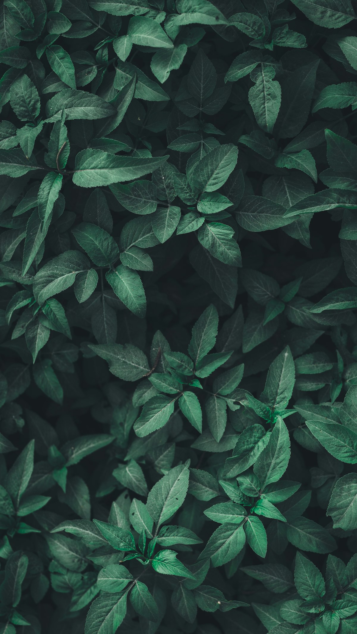 Diverse CBD formats including sublingual tinctures, softgel capsules, and organic gummies